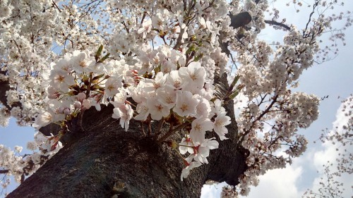 IMG_20160407_115434_AL_RS