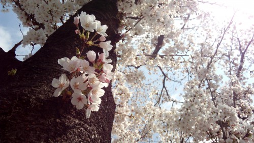 IMG_20160407_115540_AL_RS