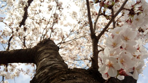 IMG_20160407_115815_C_AL_RS